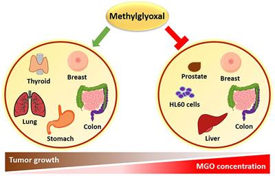 The Dual-Role of Methylglyoxal in Tumor Progression – Novel Therapeutic Approaches